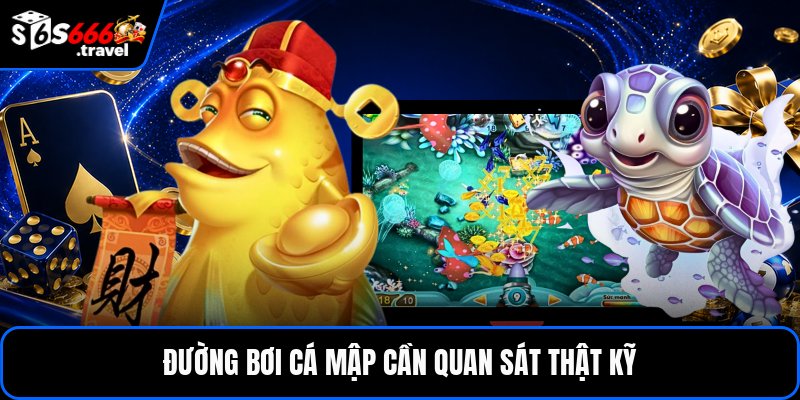 Đường bơi cá mập cần quan sát thật kỹ