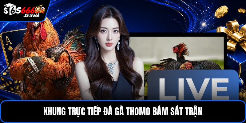 Khung trực tiếp đá gà thomo bám sát trận